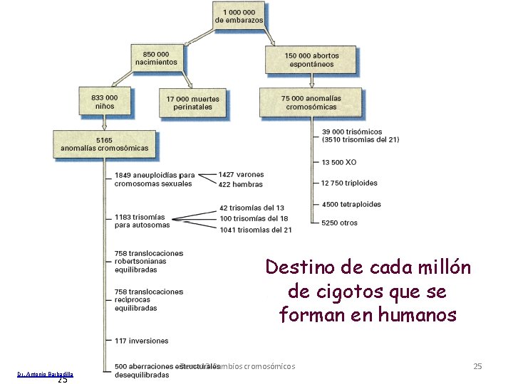 Destino de cada millón de cigotos que se forman en humanos Dr. Antonio Barbadilla