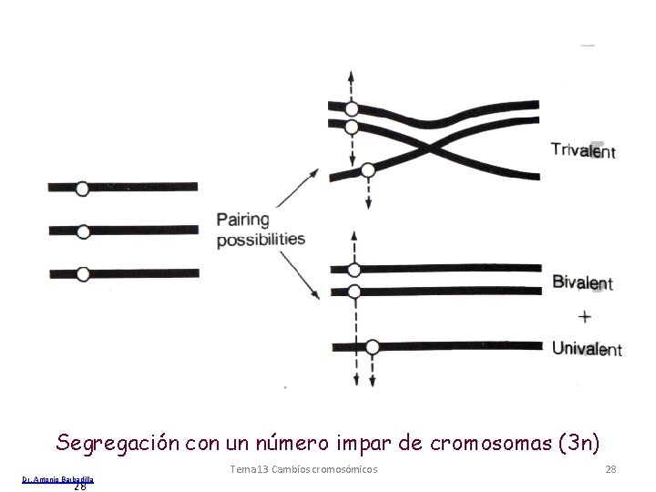 Segregación con un número impar de cromosomas (3 n) Dr. Antonio Barbadilla 28 Tema