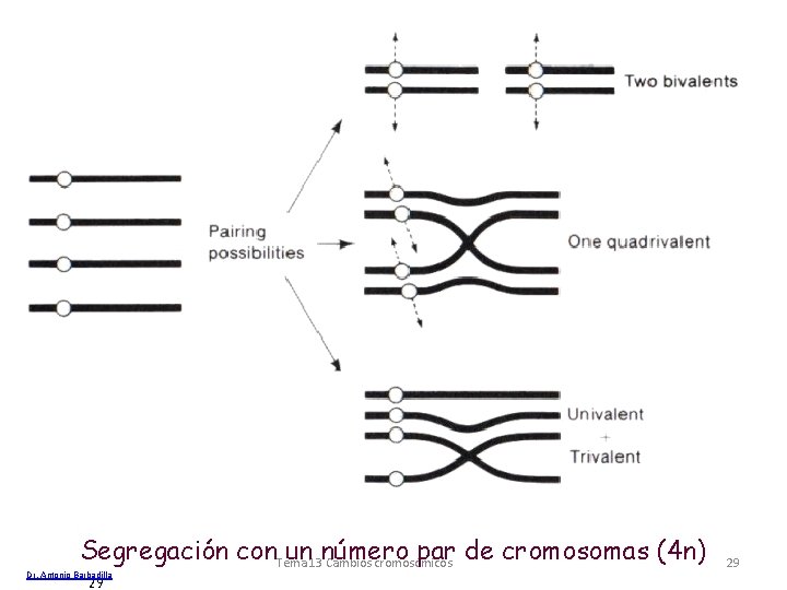 Segregación con. Tema un 13 número par de cromosomas (4 n) Cambios cromosómicos Dr.