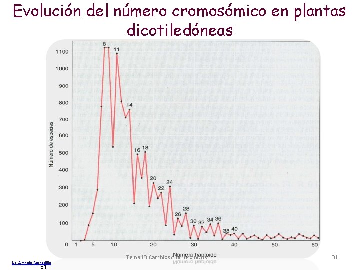 Evolución del número cromosómico en plantas dicotiledóneas Dr. Antonio Barbadilla 31 Tema 13 Cambios