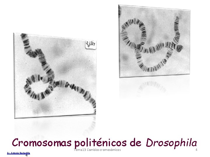 Cromosomas politénicos de Drosophila Dr. Antonio Barbadilla 4 Tema 13 Cambios cromosómicos 4 