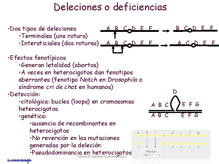 Deleciones o deficiencias • Dos tipos de deleciones • Terminales (una rotura) • Intersticiales