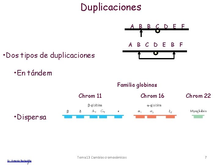 Duplicaciones A B B C D E F A B C D E B