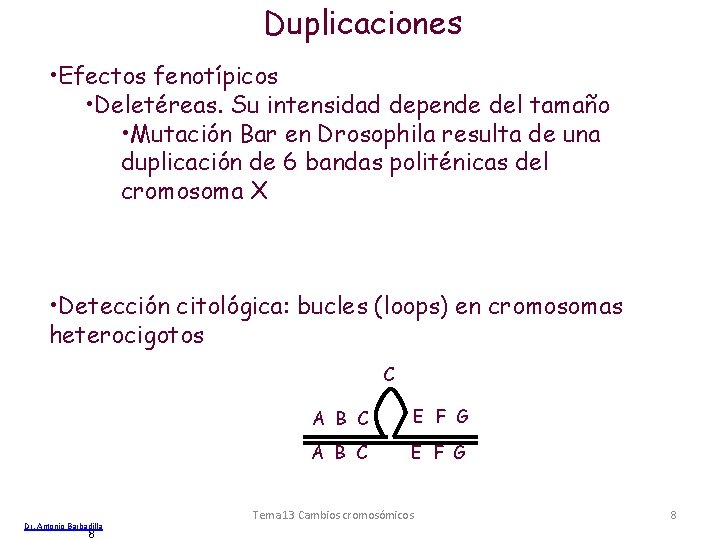 Duplicaciones • Efectos fenotípicos • Deletéreas. Su intensidad depende del tamaño • Mutación Bar