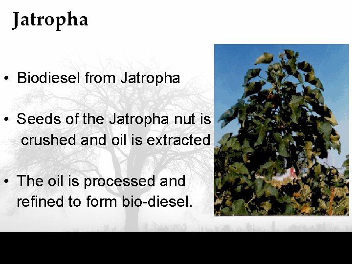 Jatropha • Biodiesel from Jatropha • Seeds of the Jatropha nut is crushed and