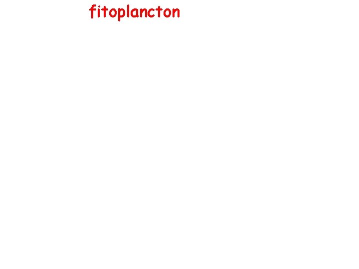fitoplancton 