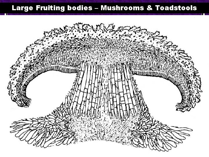 Large Fruiting bodies – Mushrooms & Toadstools 