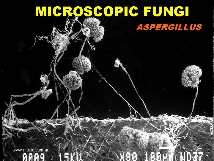 MICROSCOPIC FUNGI ASPERGILLUS www. mould. com. au 