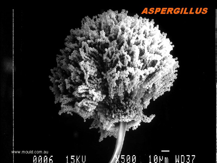 ASPERGILLUS www. mould. com. au 