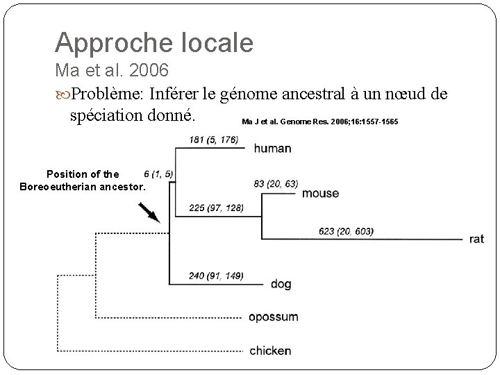 Approche locale Ma et al. 2006 Problème: Inférer le génome ancestral à un nœud