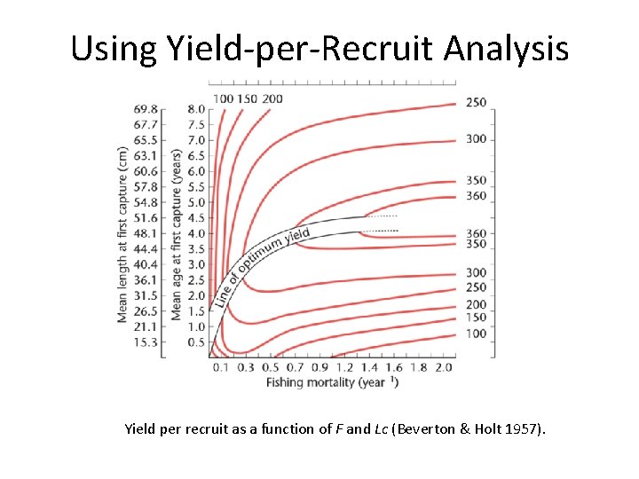 Using Yield-per-Recruit Analysis Yield per recruit as a function of F and Lc (Beverton