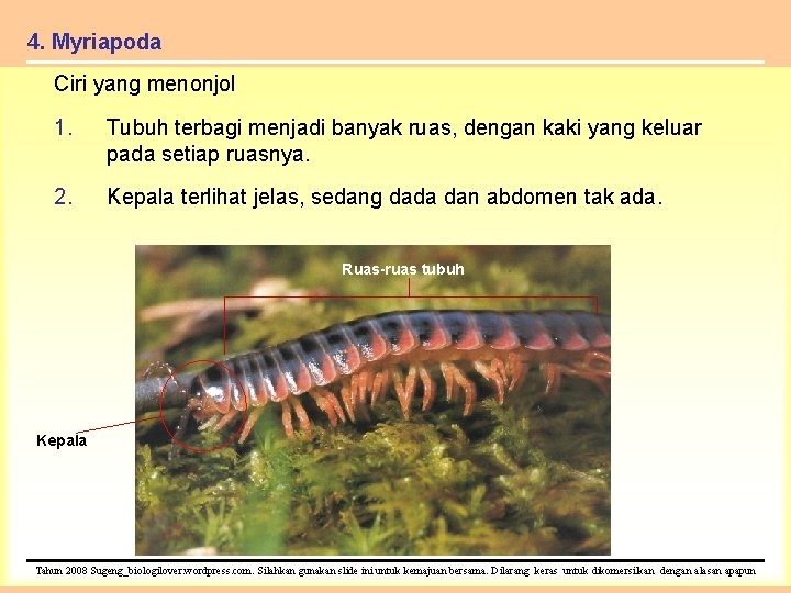 4. Myriapoda Ciri yang menonjol 1. Tubuh terbagi menjadi banyak ruas, dengan kaki yang