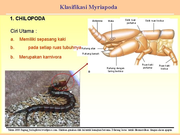 Klasifikasi Myriapoda 1. CHILOPODA Mata Sisik ruas pertama Sisik ruas kedua Ciri Utama :