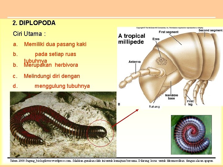 2. DIPLOPODA Ciri Utama : a. Memiliki dua pasang kaki b. b. pada setiap