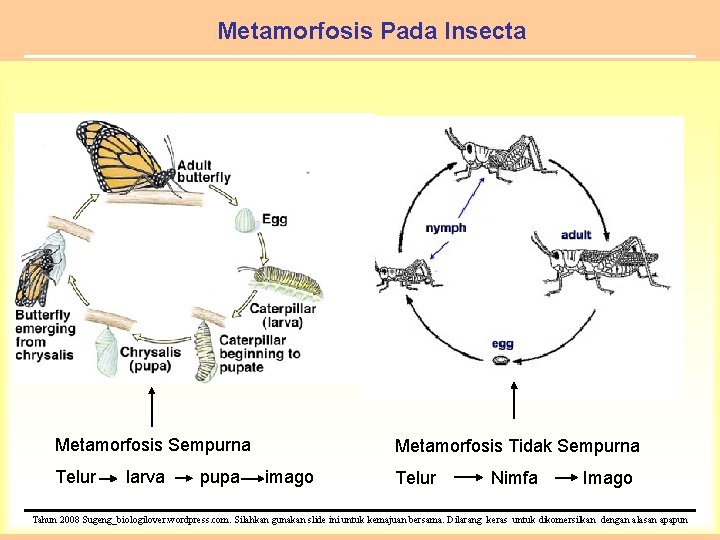 Metamorfosis Pada Insecta Metamorfosis Sempurna Telur larva pupa Metamorfosis Tidak Sempurna imago Telur Nimfa
