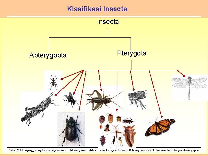 Klasifikasi Insecta Apterygopta Pterygota Tahun 2008 Sugeng_biologilover. wordpress. com. Silahkan gunakan slide ini untuk