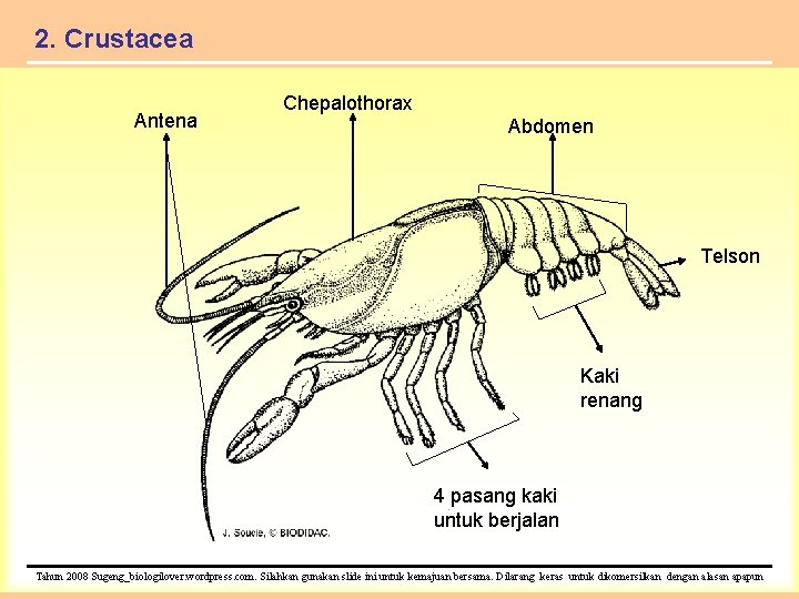 2. Crustacea Antena Chepalothorax Abdomen Telson Kaki renang 4 pasang kaki untuk berjalan Tahun