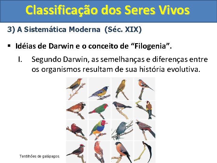 Classificação dos Seres Vivos 3) A Sistemática Moderna (Séc. XIX) § Idéias de Darwin