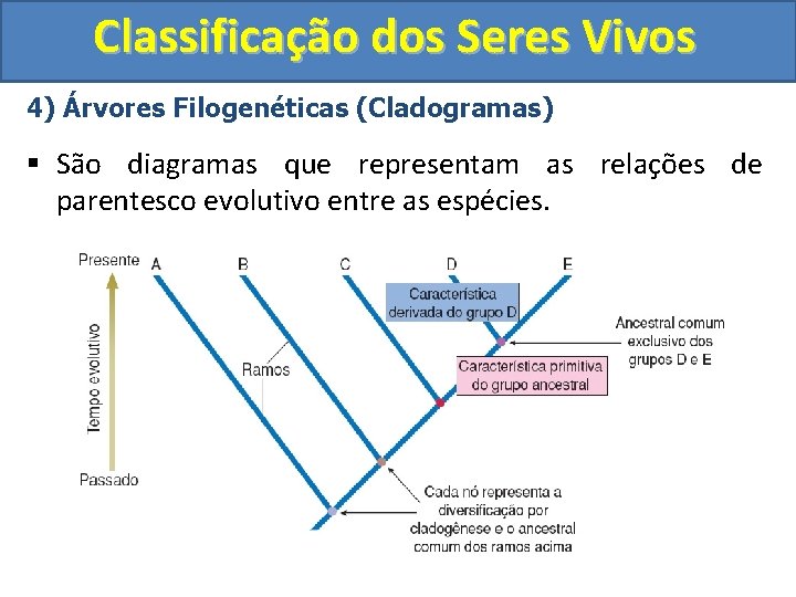 Classificao dos Seres Vivos Aula de Biologia Tema