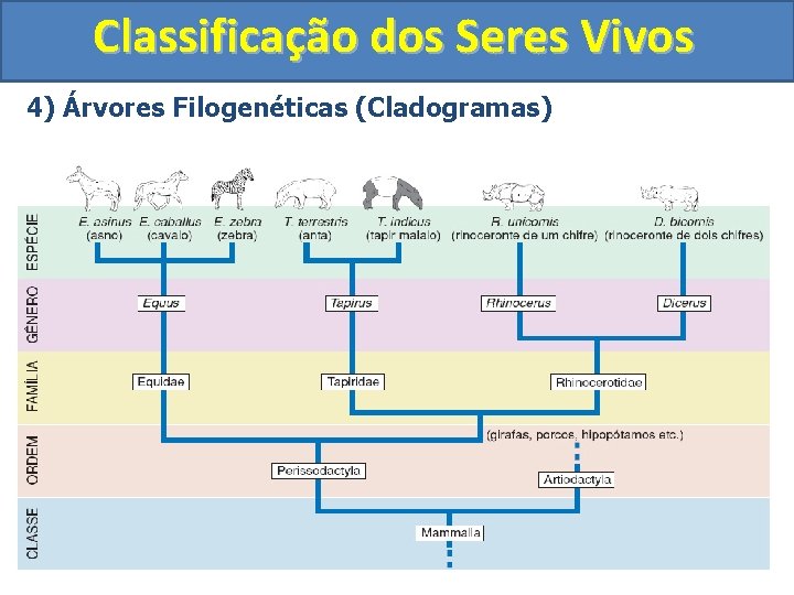 Classificao dos Seres Vivos Aula de Biologia Tema