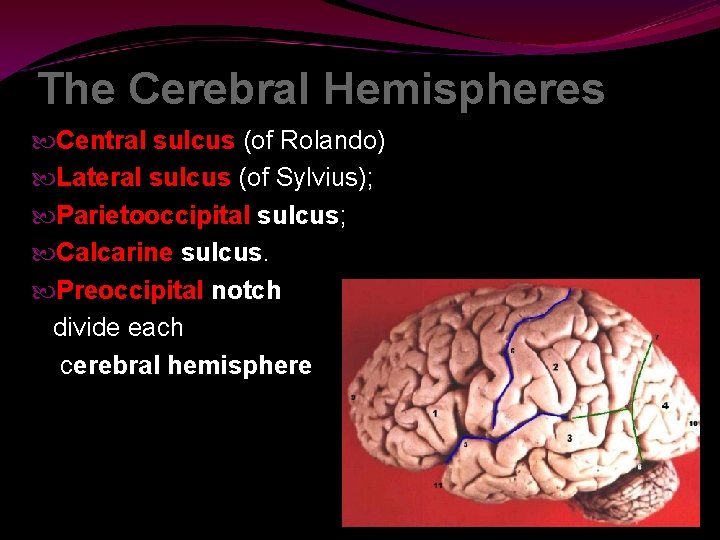 The Cerebral Hemispheres Central sulcus (of Rolando) Lateral sulcus (of Sylvius); Parietooccipital sulcus; Calcarine