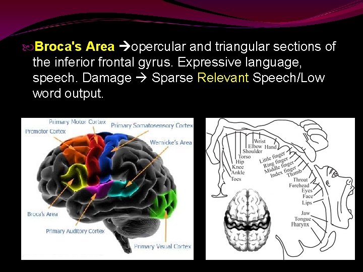  Broca's Area opercular and triangular sections of the inferior frontal gyrus. Expressive language,