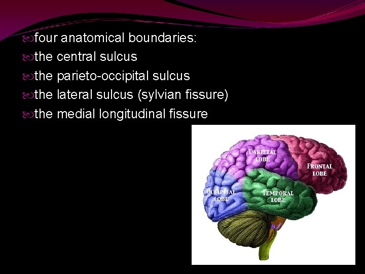  four anatomical boundaries: the central sulcus the parieto-occipital sulcus the lateral sulcus (sylvian