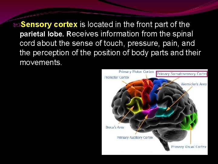  Sensory cortex is located in the front part of the parietal lobe. Receives