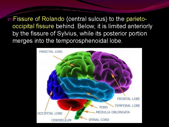  Fissure of Rolando (central sulcus) to the parietooccipital fissure behind. Below, it is