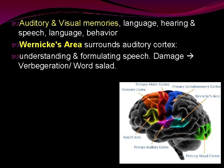  Auditory & Visual memories, language, hearing & speech, language, behavior Wernicke's Area surrounds