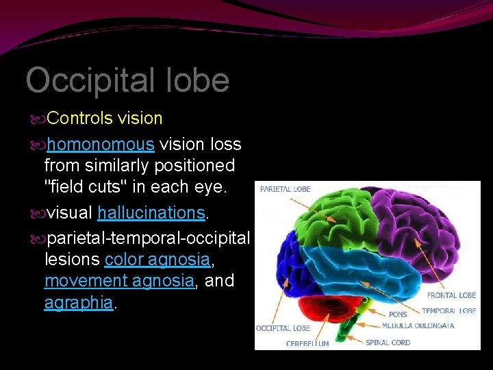 Occipital lobe Controls vision homonomous vision loss from similarly positioned "field cuts" in each