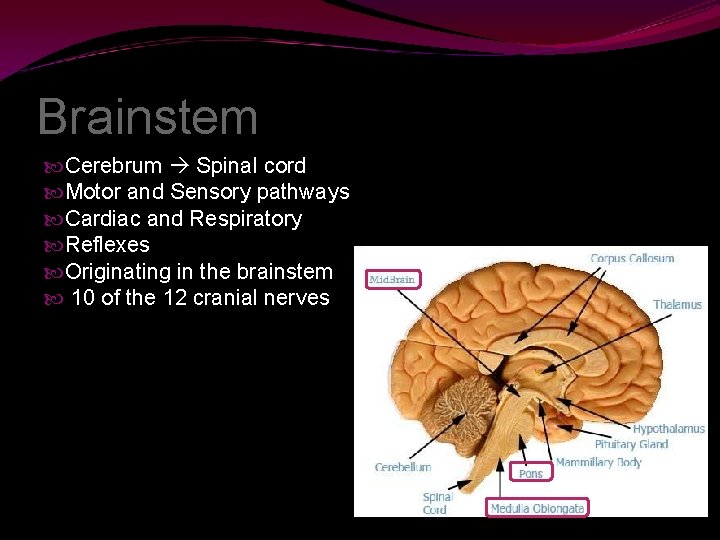 Brainstem Cerebrum Spinal cord Motor and Sensory pathways Cardiac and Respiratory Reflexes Originating in