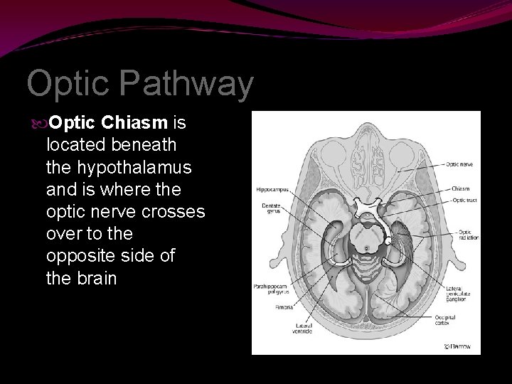 Optic Pathway Optic Chiasm is located beneath the hypothalamus and is where the optic