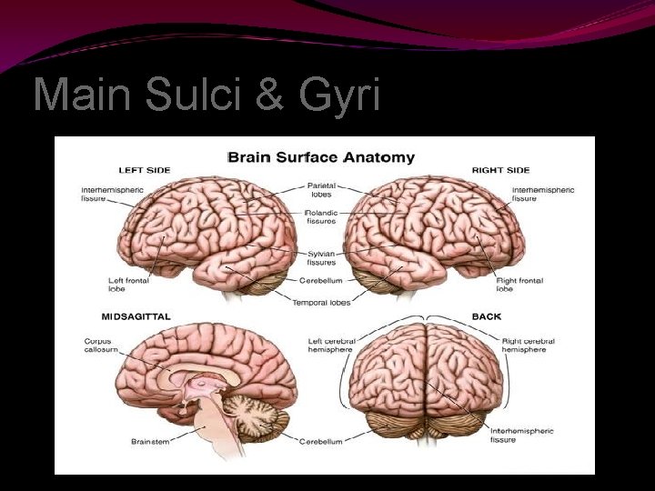Main Sulci & Gyri 