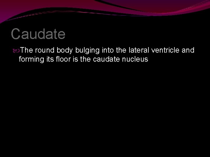 Caudate The round body bulging into the lateral ventricle and forming its floor is