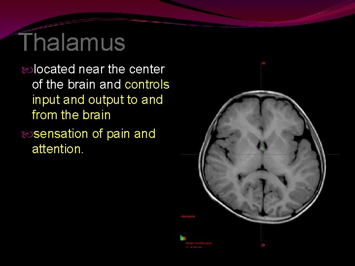 Thalamus located near the center of the brain and controls input and output to