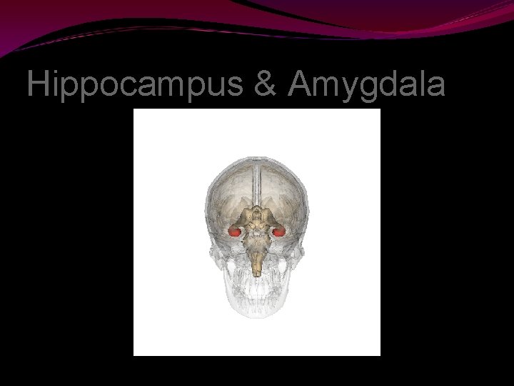 Hippocampus & Amygdala 