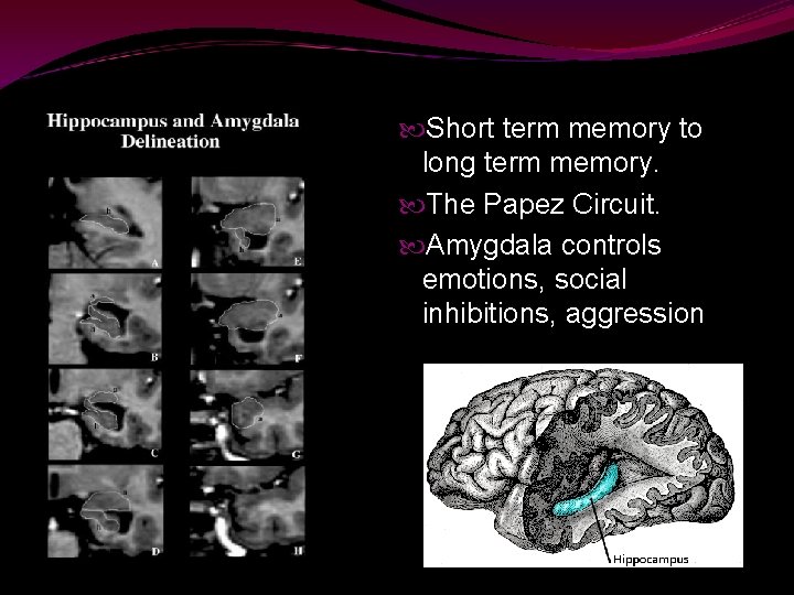  Short term memory to long term memory. The Papez Circuit. Amygdala controls emotions,