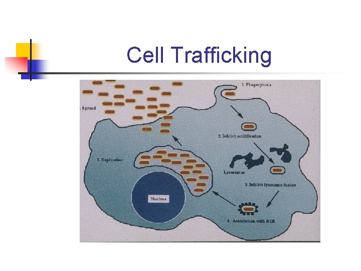 Cell Trafficking 