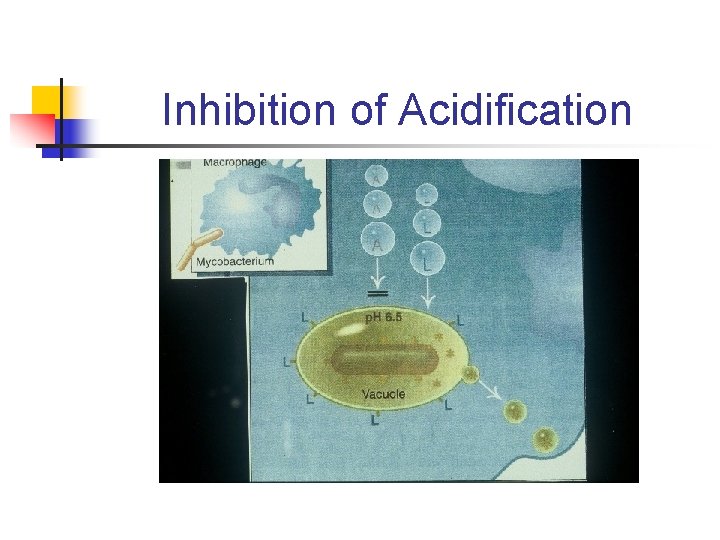 Inhibition of Acidification 