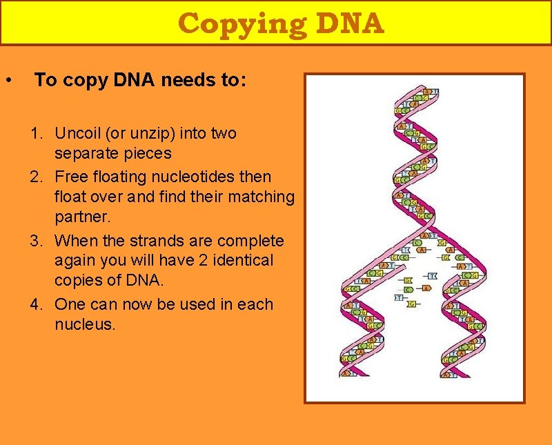 Copying DNA • To copy DNA needs to: 1. Uncoil (or unzip) into two