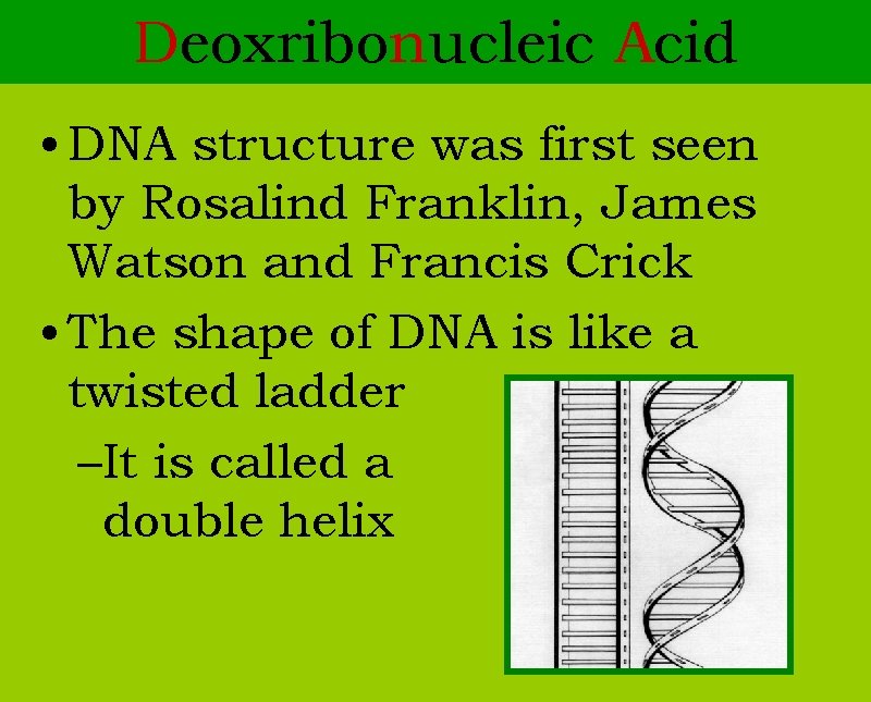 Deoxribonucleic Acid • DNA structure was first seen by Rosalind Franklin, James Watson and