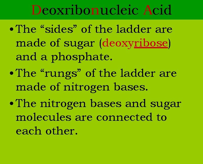 Deoxribonucleic Acid • The “sides” of the ladder are made of sugar (deoxyribose) and