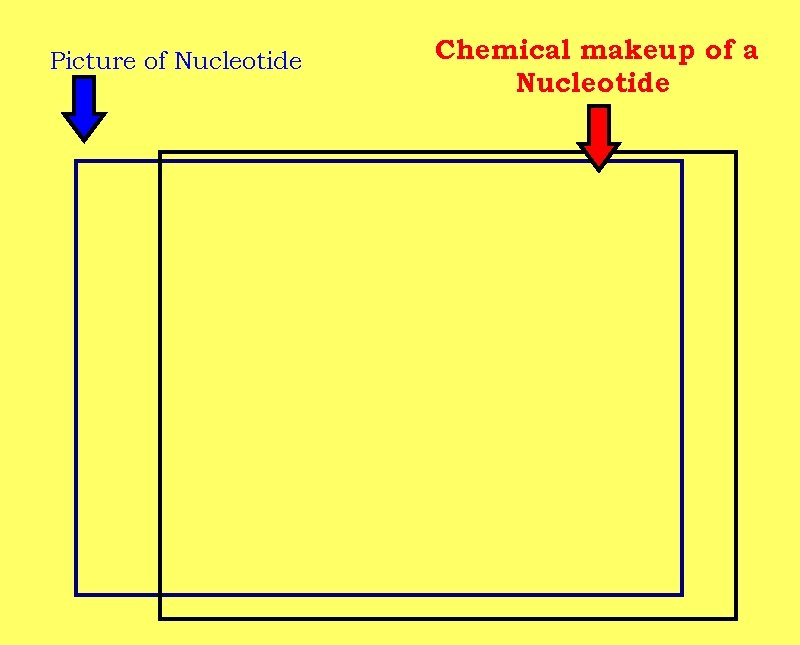 Picture of Nucleotide Chemical makeup of a Nucleotide 