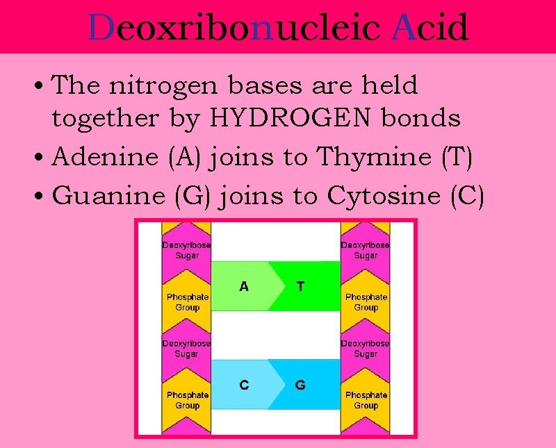 Deoxribonucleic Acid • The nitrogen bases are held together by HYDROGEN bonds • Adenine