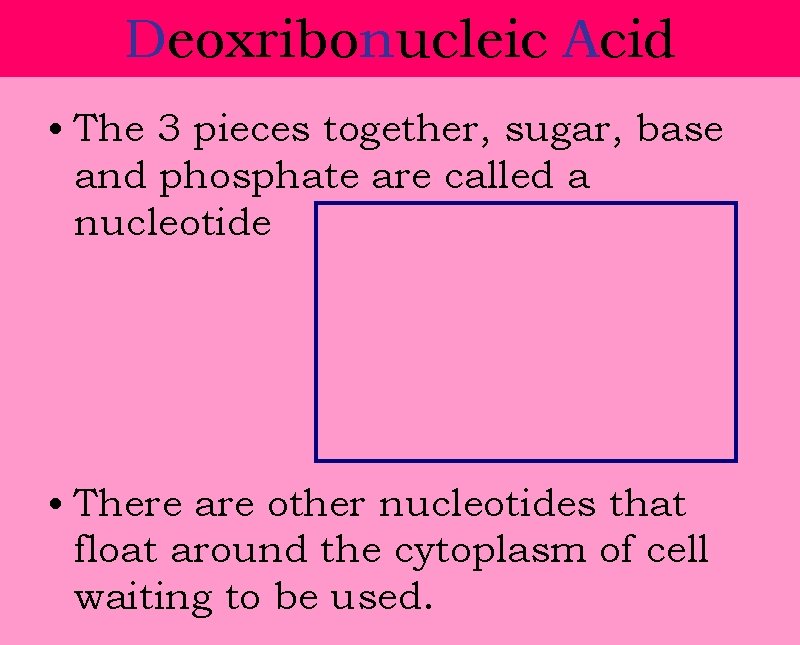 Deoxribonucleic Acid • The 3 pieces together, sugar, base and phosphate are called a