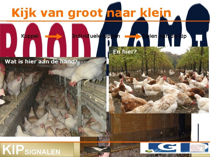 Kijk van groot naar klein Koppel Individuele kippen Delen van de kip En hier?