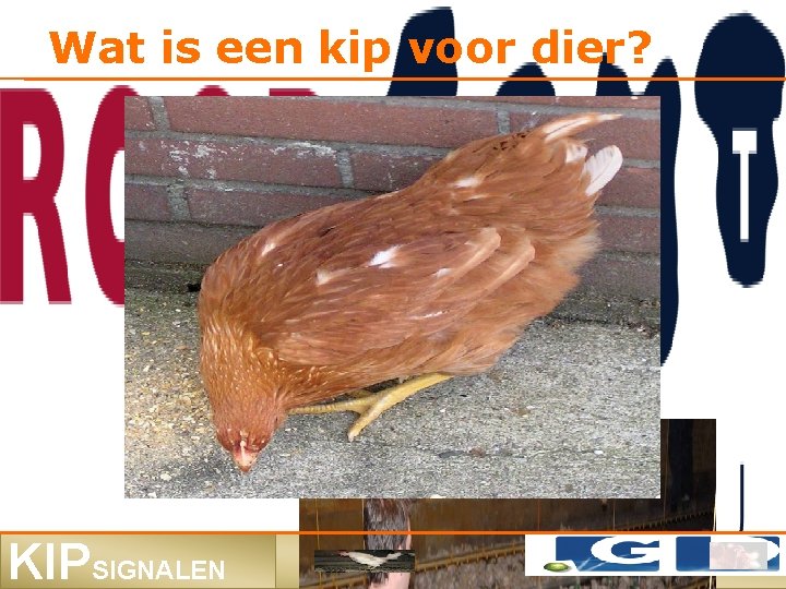 Wat is een kip voor dier? KIPSIGNALEN 