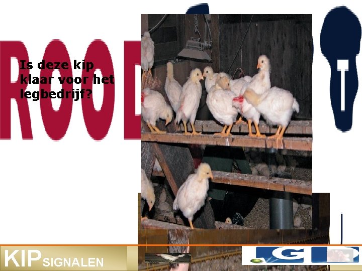 Is deze kip klaar voor het legbedrijf? KIPSIGNALEN 
