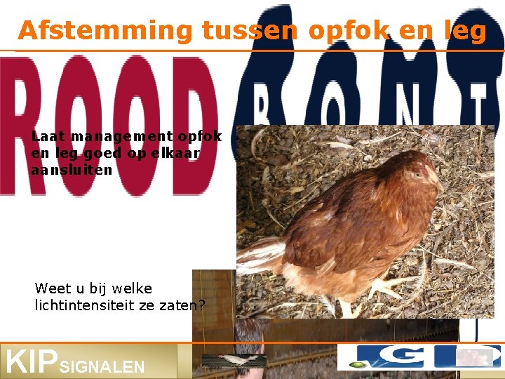 Afstemming tussen opfok en leg Laat management opfok en leg goed op elkaar aansluiten